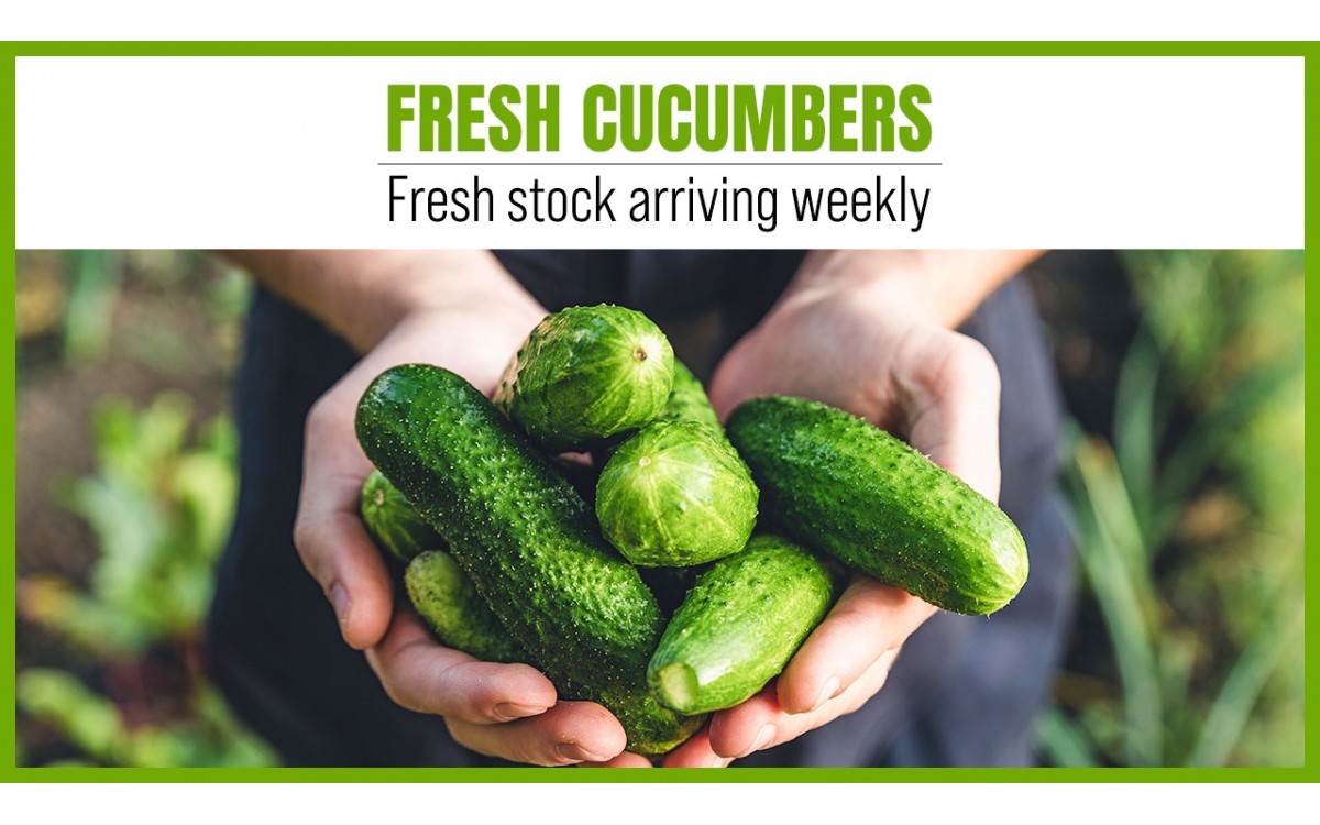 Fresh Cucumber 2024