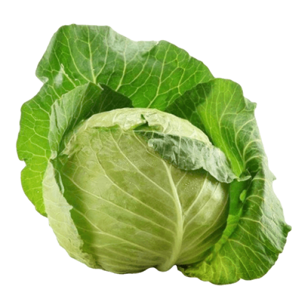 Fresh Cabbage Mloda pcs