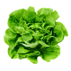 Fresh Butter Lettuce Salad pcs