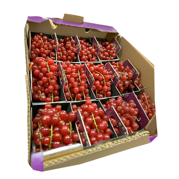 Fresh Redcurrant ~250g pcs