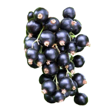 Fresh Blackcurrant ~500g pcs