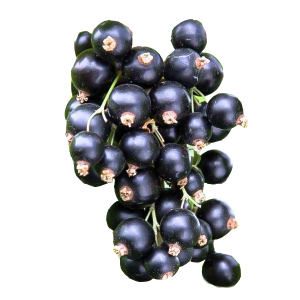 Fresh Blackcurrant ~250g pcs