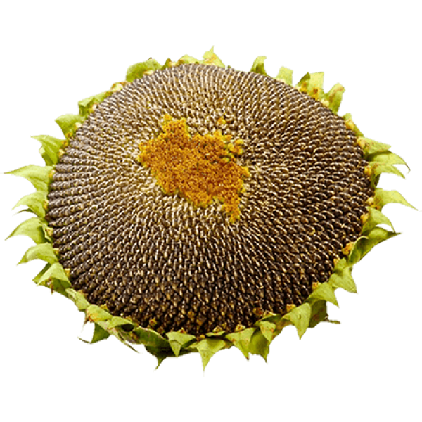 Sunflower pcs