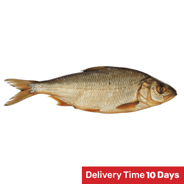 Rusnes Zuvis - Hot Smoked Twait Shad kg