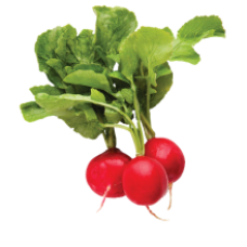 Fresh Radish 1 Bunch